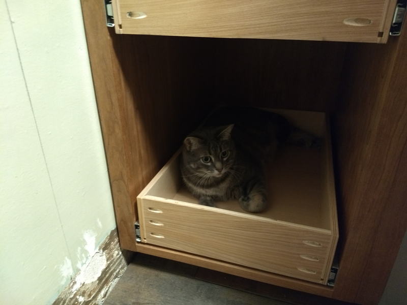 Illustration for article titled Cat. In a cabinet.